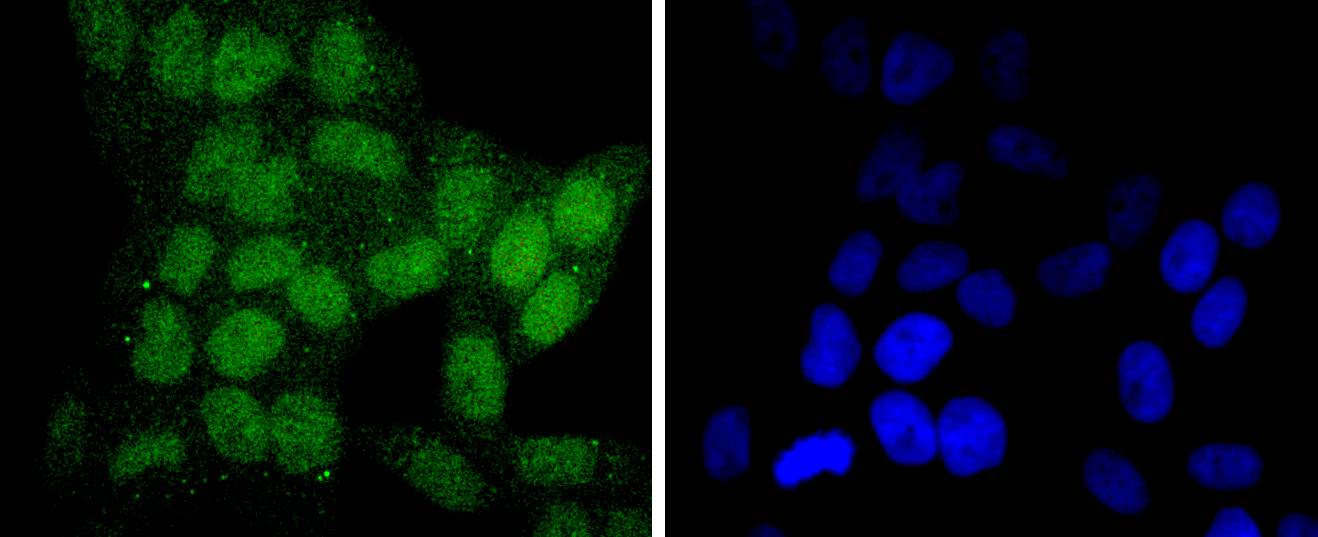 SIRT6 Rabbit mAb