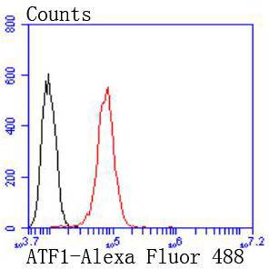 ATF1 Rabbit mAb