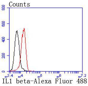 IL1 beta Rabbit mAb