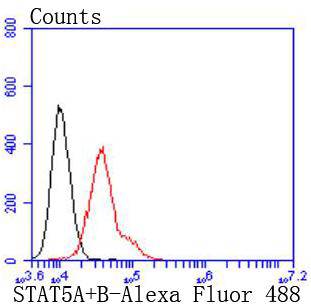 STAT 5A+B Rabbit mAb