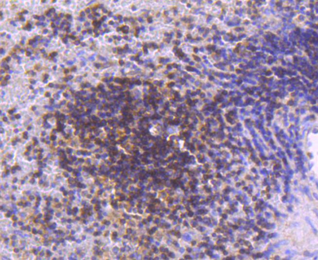 STAT 5A+B Rabbit mAb