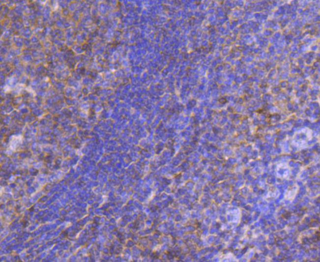 STAT 5A+B Rabbit mAb