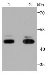 JNK1+JNK3 Rabbit mAb