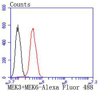 MEK3+MEK6 Rabbit mAb