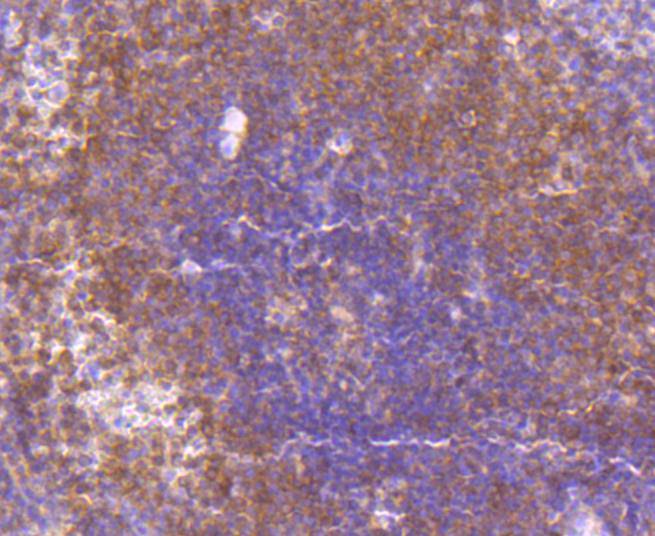 MEK3+MEK6 Rabbit mAb