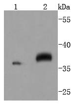 MEK3+MEK6 Rabbit mAb