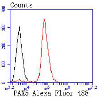 PAX5 Rabbit mAb