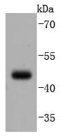 PAX5 Rabbit mAb