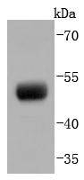 PAX8 Rabbit mAb