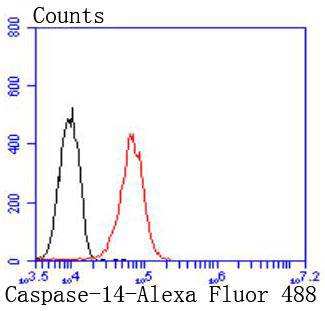 Caspase-14 Rabbit mAb