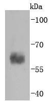 Caspase-10 Rabbit mAb