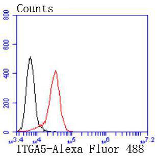 Integrin alpha 5 Rabbit mAb