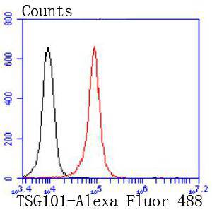 TSG101 Rabbit mAb