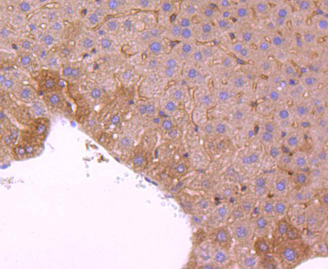 Peroxiredoxin 2 Rabbit mAb