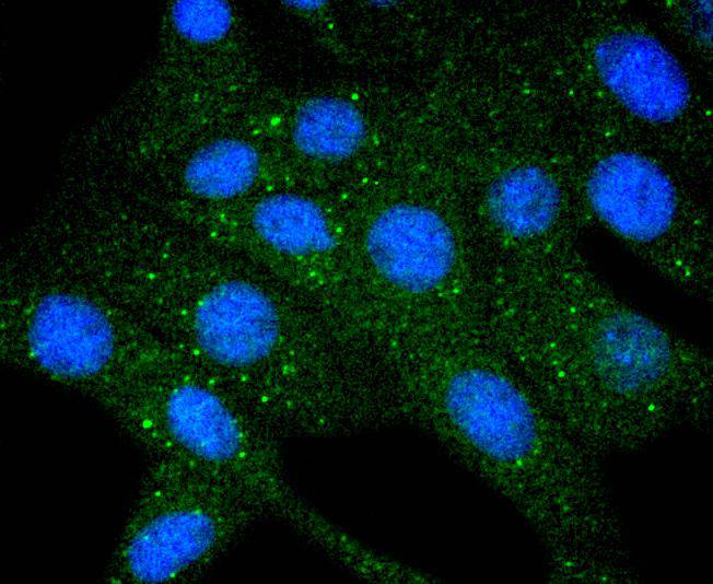 COX IV Rabbit mAb