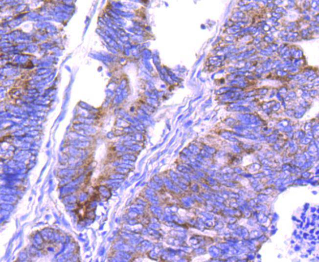 COX IV Rabbit mAb