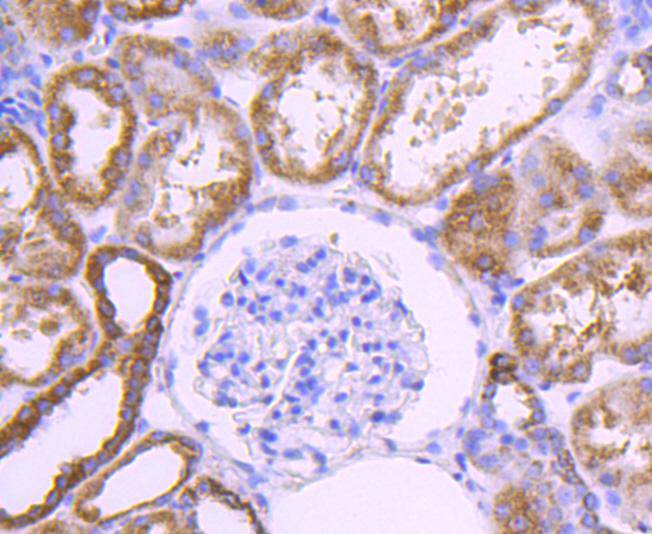 COX IV Rabbit mAb