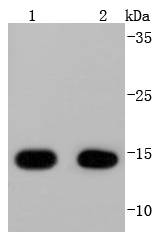 COX IV Rabbit mAb