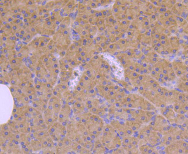 CDC42 Rabbit mAb