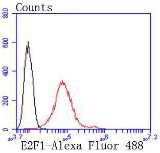 E2F1 Rabbit mAb