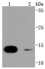 SUMO4 Rabbit mAb