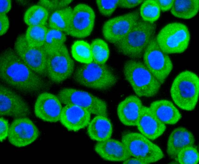 Actin Rabbit mAb