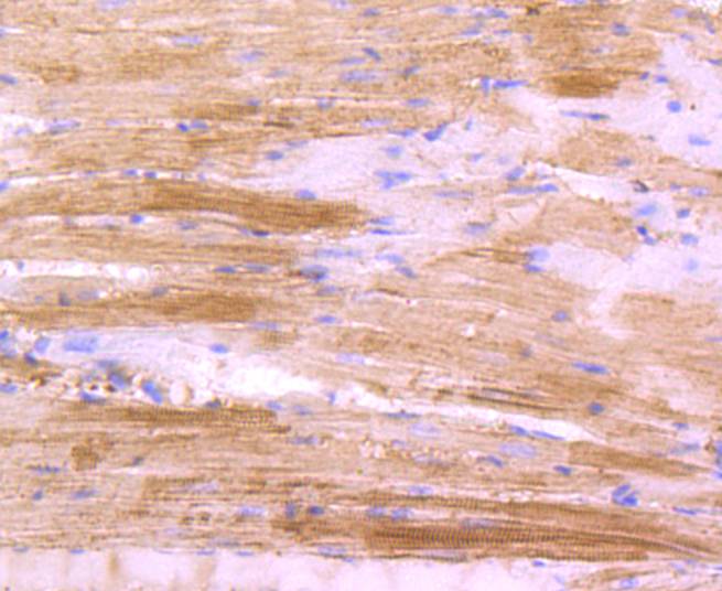 Actin Rabbit mAb