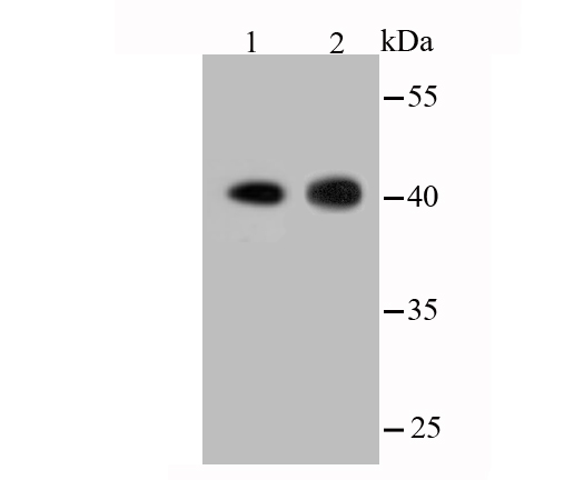 Actin Rabbit mAb