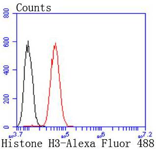 Histone H3 Rabbit mAb