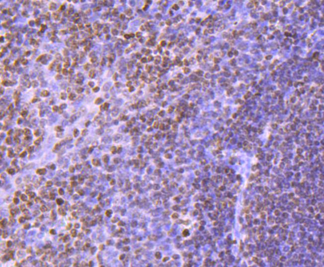 Histone H3 Rabbit mAb