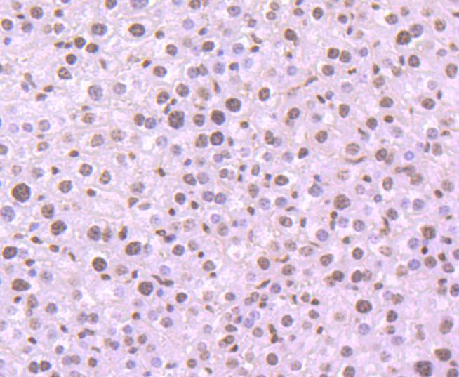 Histone H3 Rabbit mAb