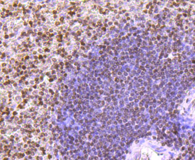 Histone H3 Rabbit mAb