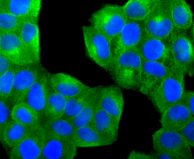 PTP1B Rabbit mAb