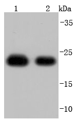 Peroxiredoxin 1 Rabbit mAb