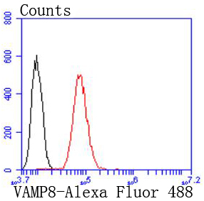 VAMP8 Rabbit mAb