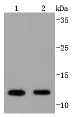 VAMP8 Rabbit mAb