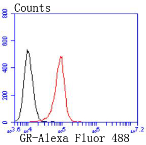 Glucocorticoid Receptor Rabbit mAb