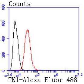 Thymidine Kinase 1 Rabbit mAb