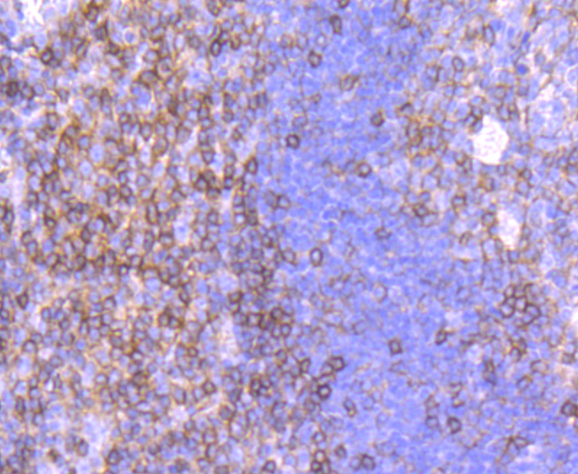 CD99 Rabbit mAb