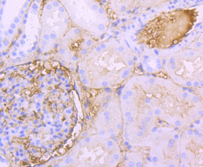 Albumin Rabbit mAb