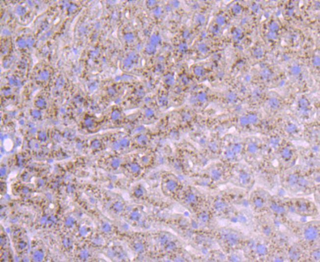 Albumin Rabbit mAb