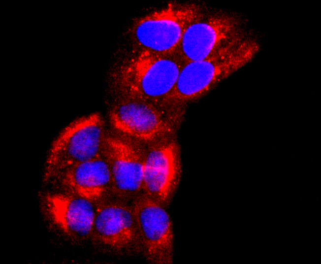 CD147 Rabbit mAb