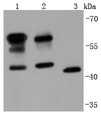 CD147 Rabbit mAb