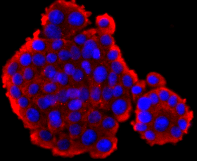 GLP1 Rabbit mAb