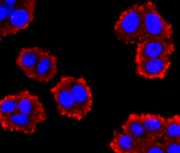 GLP1 Rabbit mAb