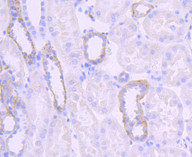 Jagged1 Rabbit mAb