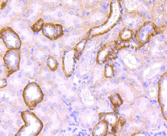 Jagged1 Rabbit mAb