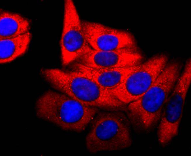 PDHA1 Rabbit mAb
