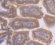 PDHA1 Rabbit mAb