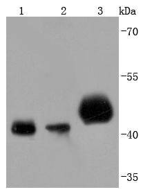 PDHA1 Rabbit mAb